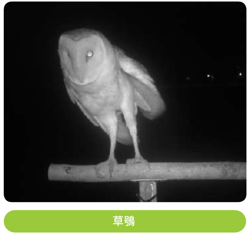 橋頭園區東方草鴞異地保育區棲地