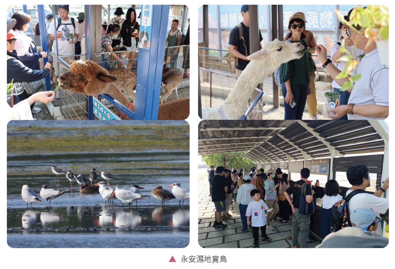 生態保護意識擴散-生態導覽相關照片